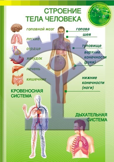 Биология строение тела человека. Плакат строение тела человека. Тело человека плакаты по биологии. Строение тела современного человека. Набор строение человека.